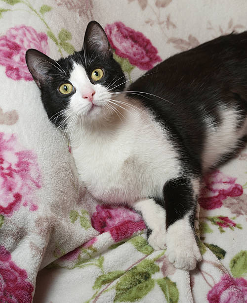 istock Black and white cat lying in chair 466227152