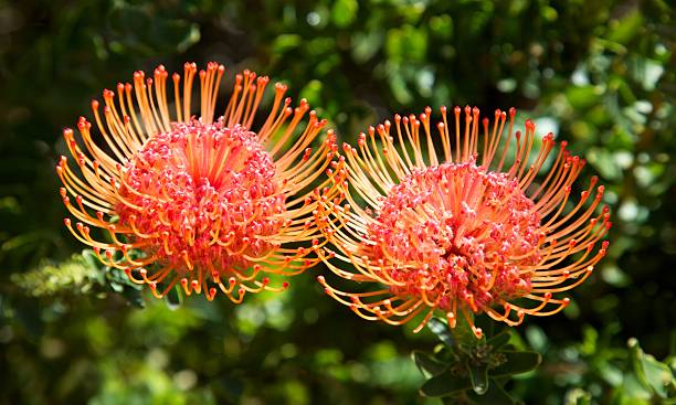 istock Pincushion Flowers 466227283