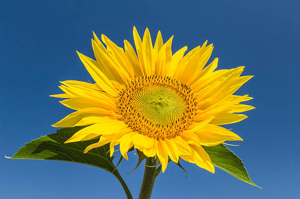 sonnenblume - blütenpracht ストックフォトと画像