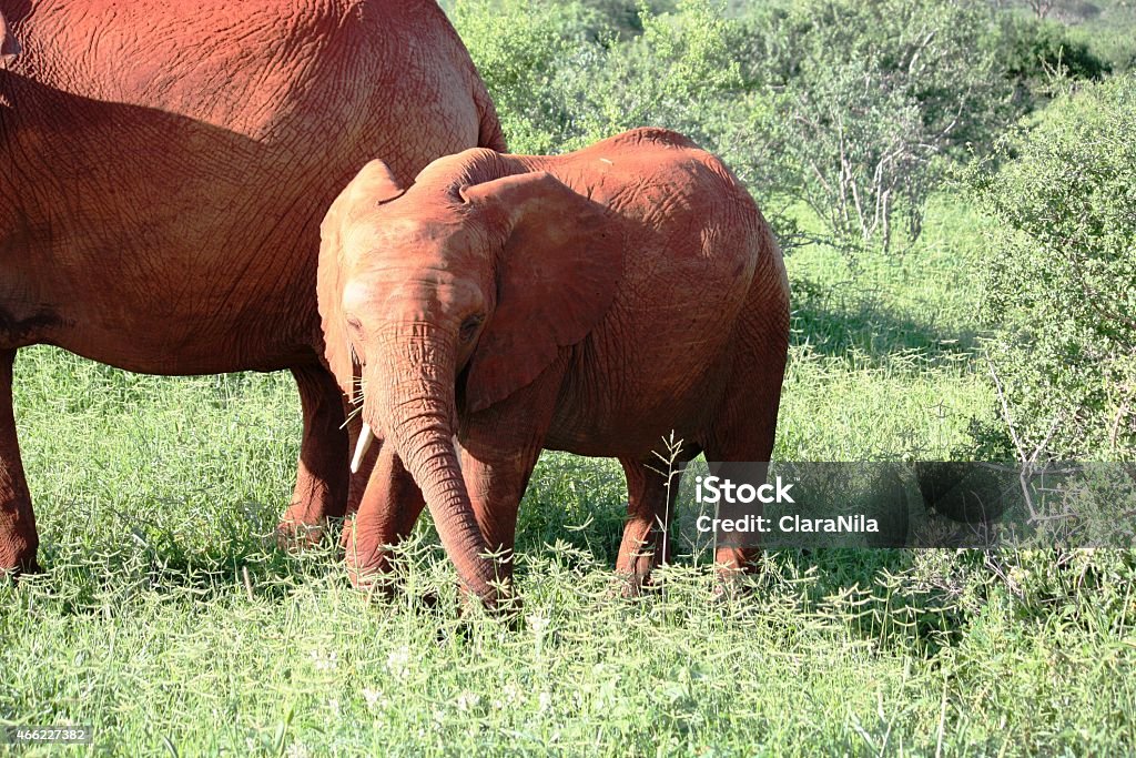 Elefanti, Elefante africano, rosso con cucciolo in Kenya riserva naturale - Foto stock royalty-free di 2015