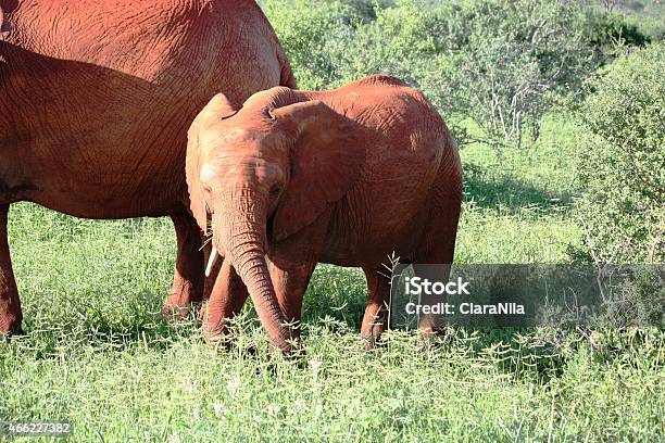 Elefanti Elefante Africano Rosso Con Cucciolo In Kenya Riserva Naturale - Fotografie stock e altre immagini di 2015