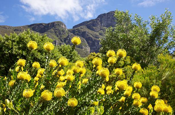 istock Yellow Pincushion Flowers 466227479