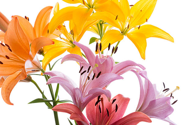 istock Asiatic lily bouquet with pink in front. 466228157