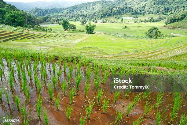 Terrazze Di Riso Nella Valle - Fotografie stock e altre immagini di Agricoltura - Agricoltura, Ambientazione esterna, Colore verde