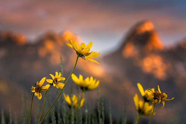 istock Wildflowers in the Tetons 466229061