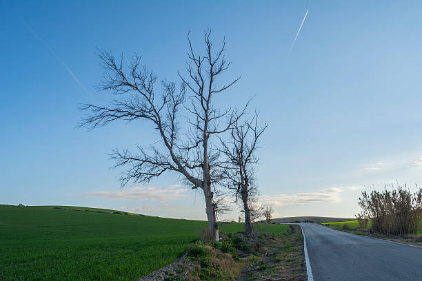 istock Dead trees on the edge of a road 466230768