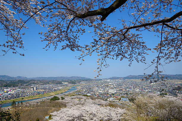 istock Cherry blossoms, Funaoka Castle Park 466230986