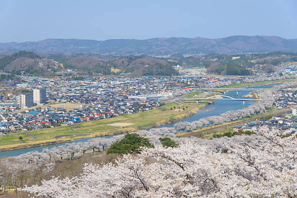 istock Cherry blossoms, Funaoka Castle Park 466230992