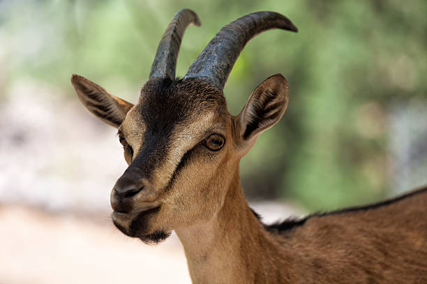 kri-kri goat – zdjęcie