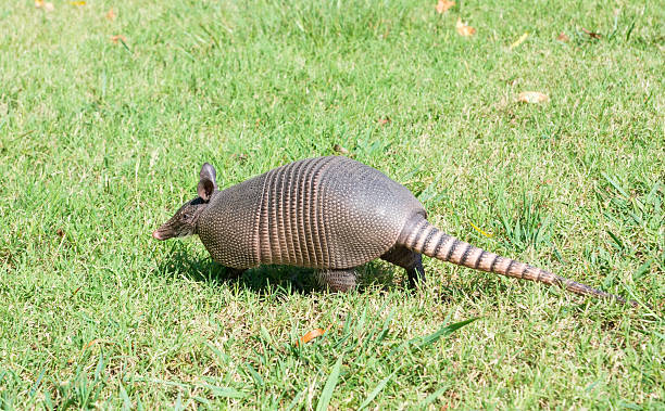 istock Nine-banded armadillo is the lawn 466232517