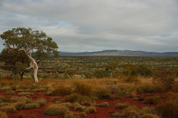 belas vistas de pilbara no parque nacional de karijini - spinnifex - fotografias e filmes do acervo