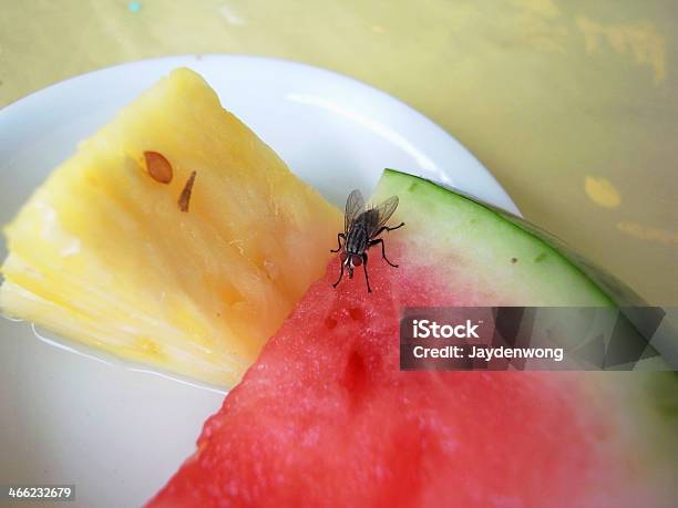 Fly Essen Waterlemon Stockfoto und mehr Bilder von Fruchtfliege - Fruchtfliege, Insekt, Büfett