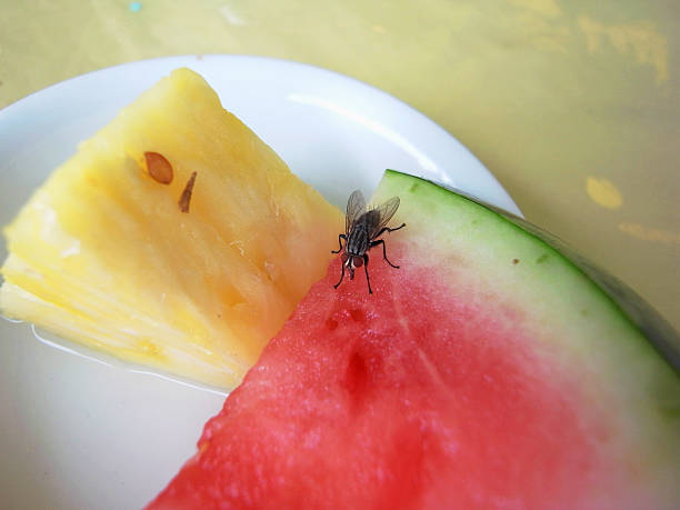 mosca comer waterlemon - watermelon melon fruit juice imagens e fotografias de stock