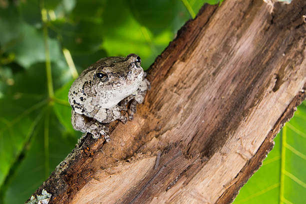istock The gray tree frog Hyla chrysoscelis / versicolor on  branch 466233181