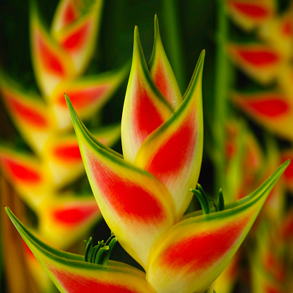 A detail of the 'Rainbow' Heliconia flower in a tropical garden. Heliconia plants are native to South America and grow in wet tropical environments, however they are also found in abundance in Southeast Asia, such as Thailand where they are grown as an ornamental flower in parks and gardens.