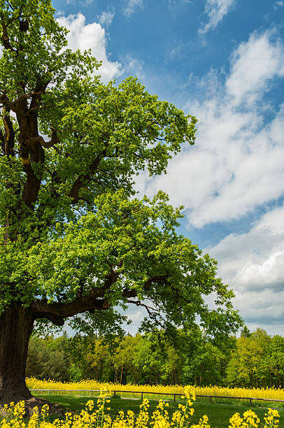 istock single oak at rape or canola field 466233860