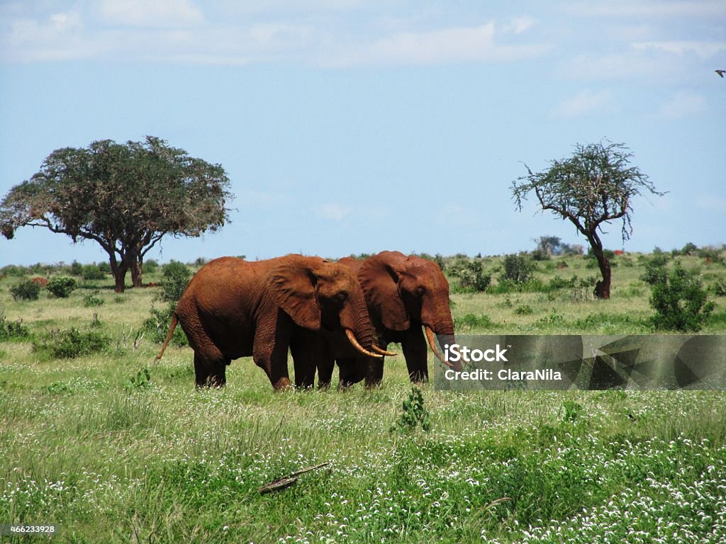 Elefanti, africana, rosso Elefante mangiare in di Tsavo Ovest, Kenya, naturale - Foto stock royalty-free di 2015