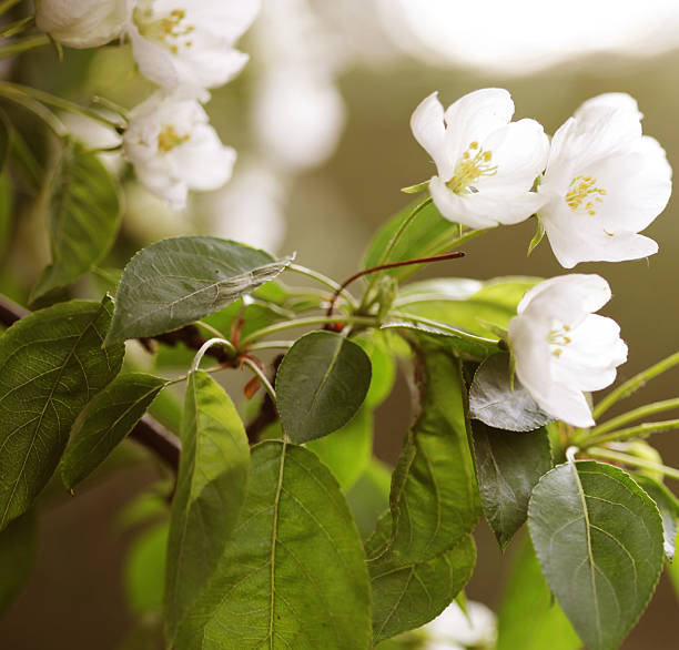 istock Flowers of apple 466234014