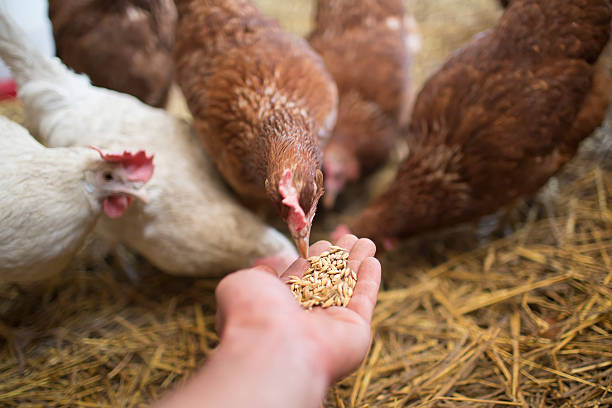 ヘン pecks - 動物の摂食 ストックフォトと画像