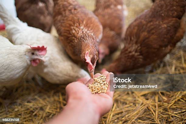 헨 Pecks 먹이기에 대한 스톡 사진 및 기타 이미지 - 먹이기, 닭, 동물