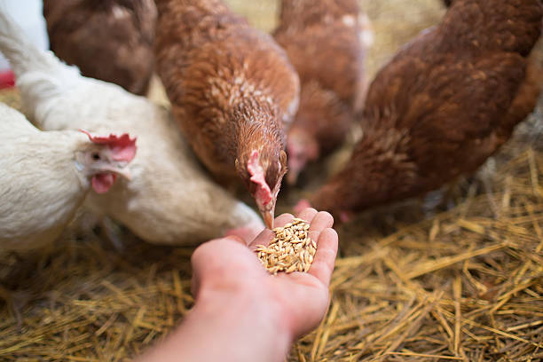 galinha pecks - animals feeding fotos imagens e fotografias de stock