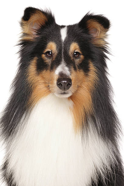 istock Portrait of Shetland Sheepdog 466234414