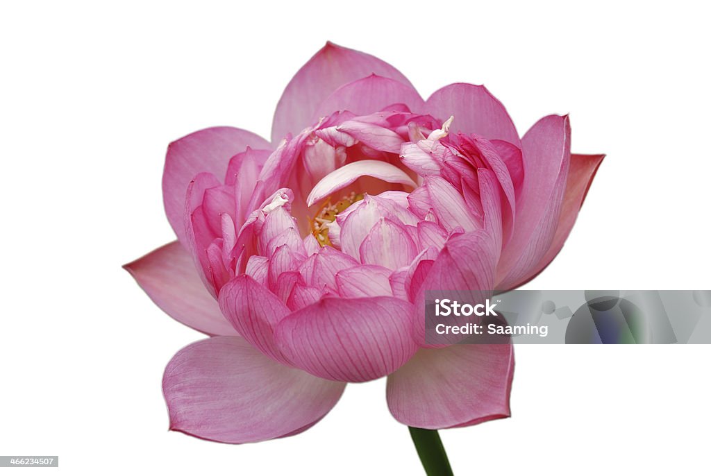 lotus - Royalty-free Fundo Branco Foto de stock