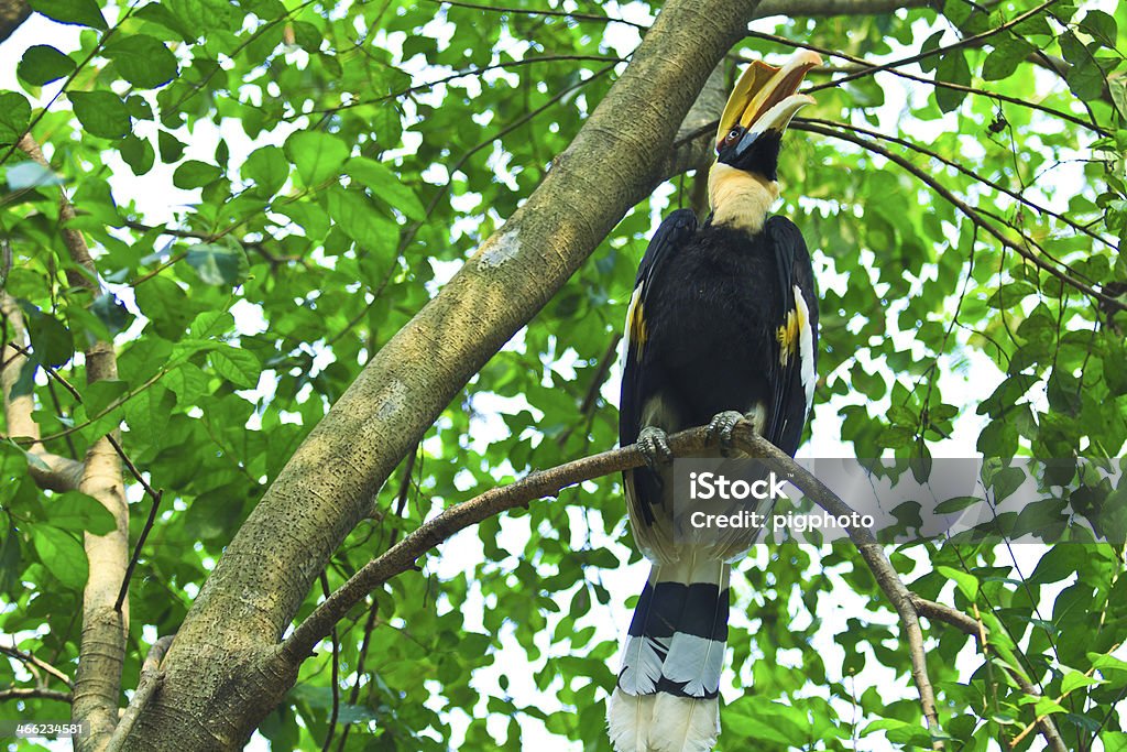 Hornbill Great hornbills are monogamous breeders Africa Stock Photo