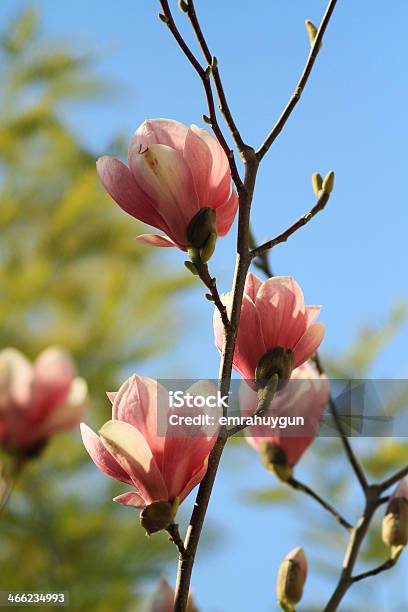Photo libre de droit de Magnolia banque d'images et plus d'images libres de droit de Arbre - Arbre, Beauté, Beauté de la nature