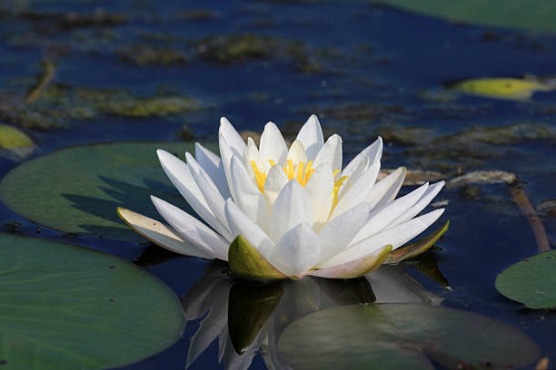 istock Fragrant Water Lily Blooming on a Lake 466235006