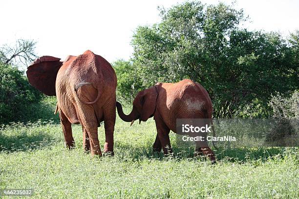 Elefanti Elefante Africano Rosso Con Cucciolo In Kenya Riserva Naturale - Fotografie stock e altre immagini di 2015