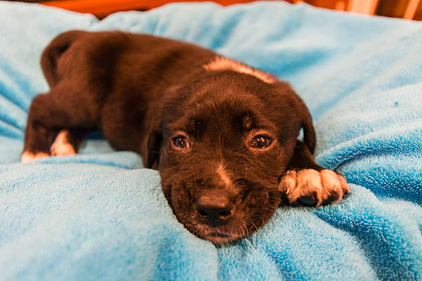 istock Labrador retriever puppy 466235090