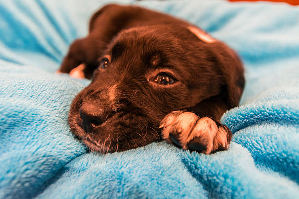 istock Labrador retriever puppy 466235200