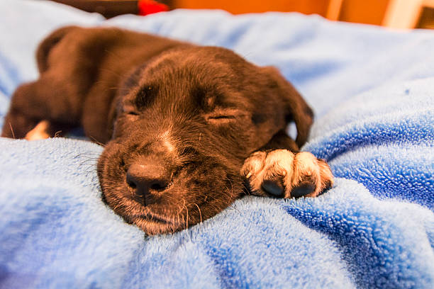 istock Labrador retriever puppy 466235416