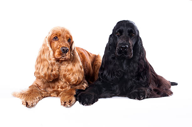 istock English Cocker spaniels on white background 466235439