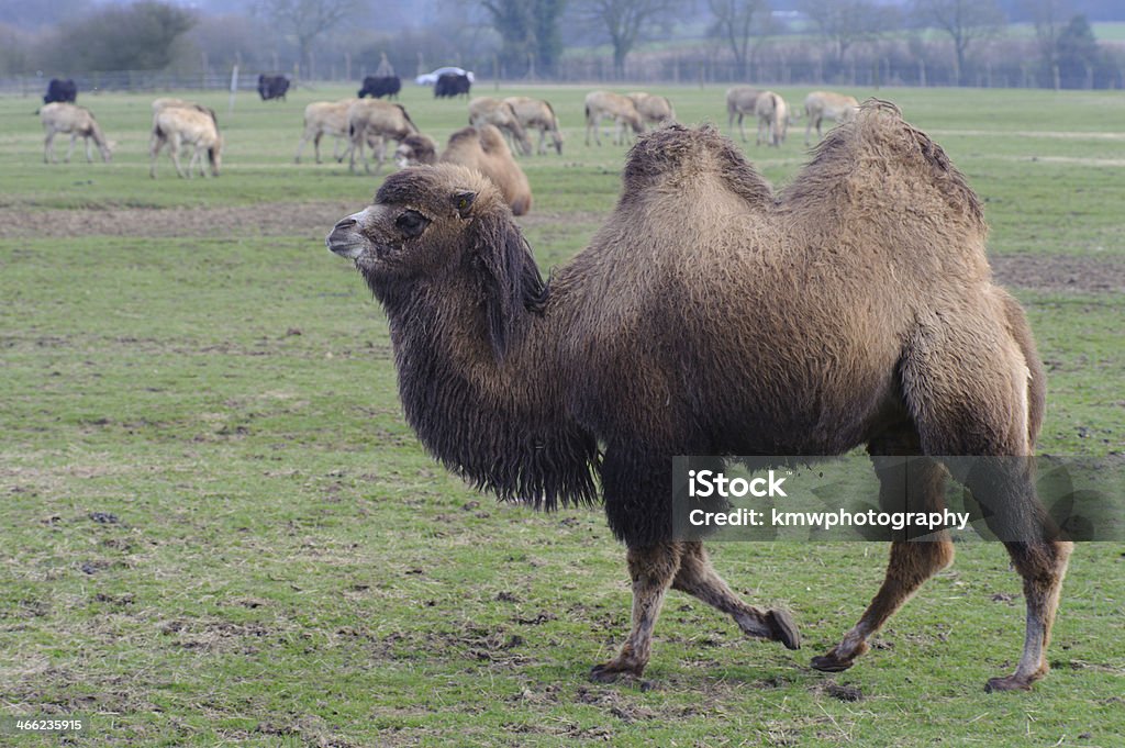 Camellos caminando sobre hierba - Foto de stock de Andar libre de derechos