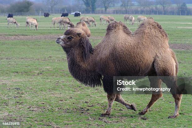 Camellos Caminando Sobre Hierba Foto de stock y más banco de imágenes de Andar - Andar, Animal, Asia