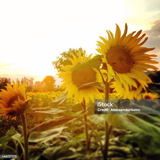 Sunflowers - カラー画像のストックフォトや画像を多数ご用意 - カラー画像, スクエア, スマートフォン
