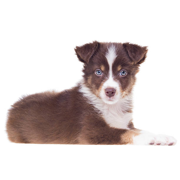 istock Puppy Dog | White Background | Australian Shepherd Sheepdog 466237934