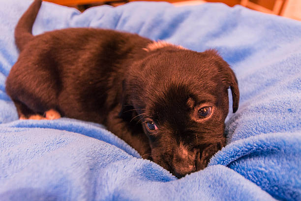 istock Labrador retriever puppy 466237938