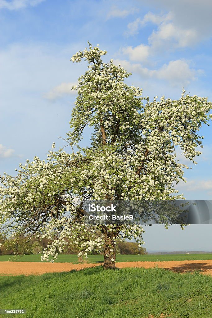 Birne Baum in voller Blüte - Lizenzfrei 2015 Stock-Foto