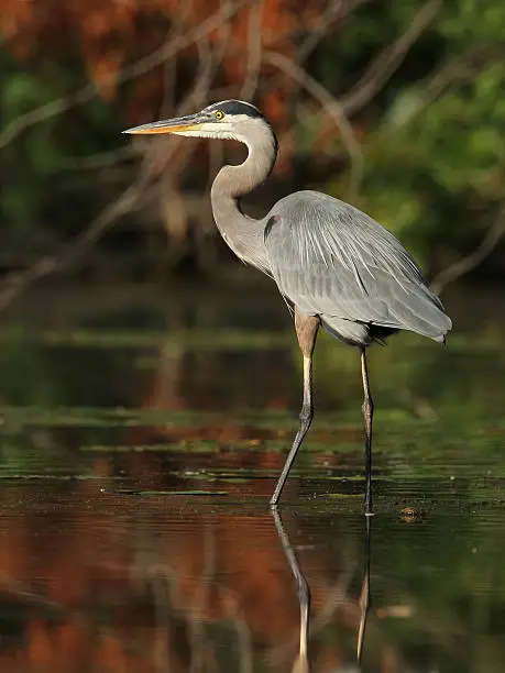 Photo of Great Blue Heron Wading in a River - Ontario, Canada