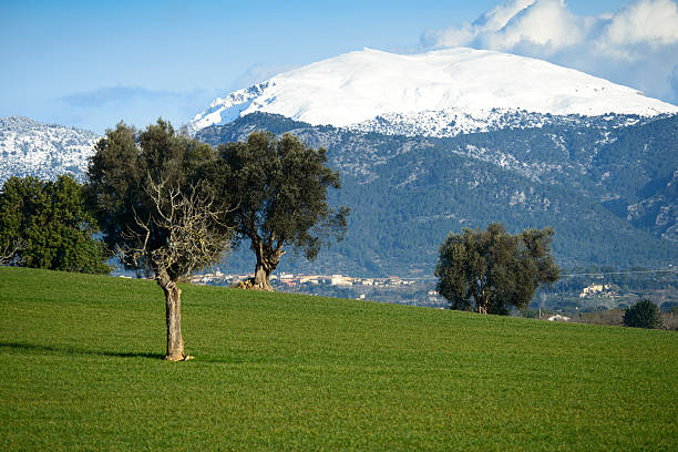 Olive trees are growing on a dry grassy field under a partly cloudy sky