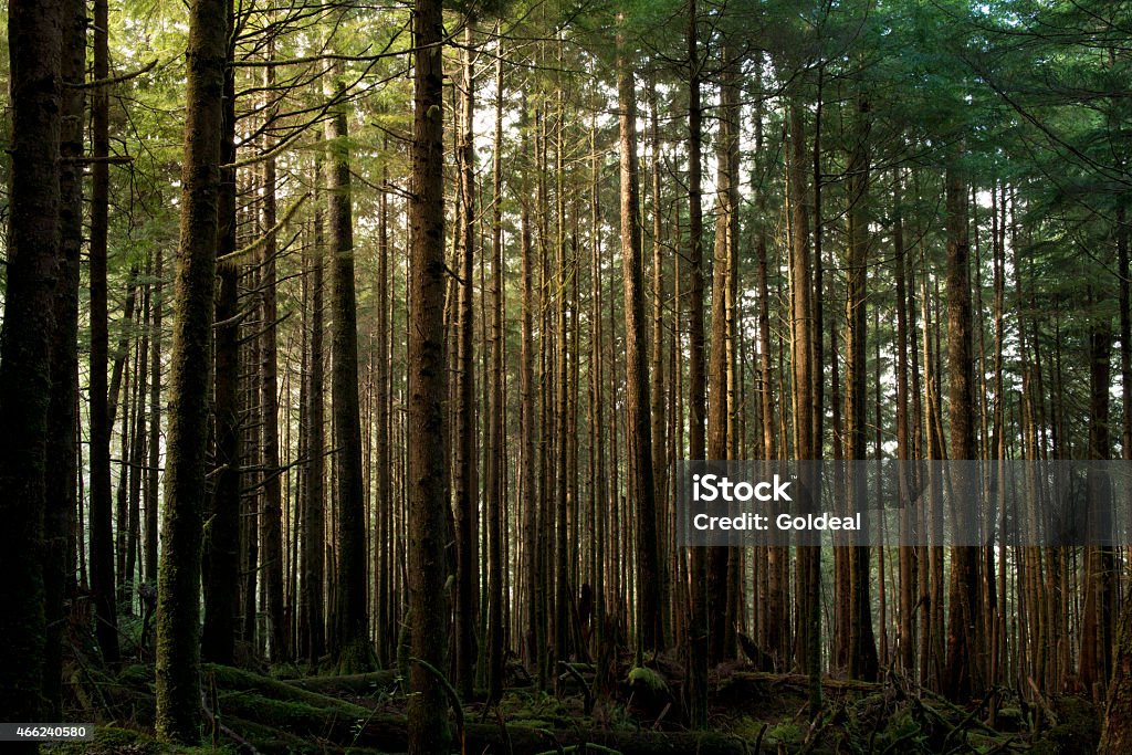 Forest Bright sun shining through the majestic forest 2015 Stock Photo