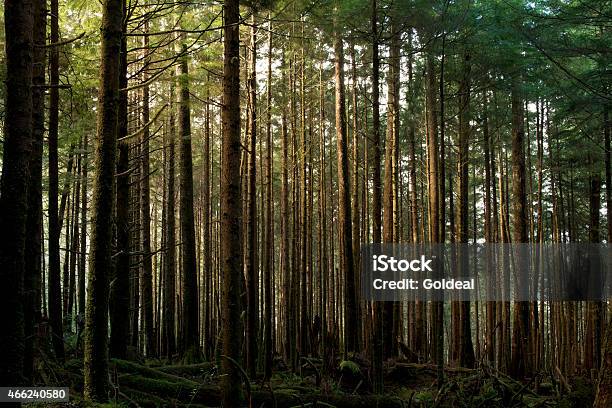 Forest Stock Photo - Download Image Now - 2015, Evergreen Tree, Forest