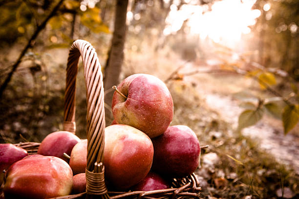 istock Fresh harvest of apples 466240668
