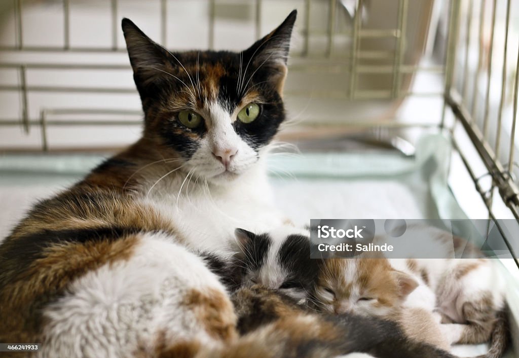 Cat and kittens cat and kittens in the cage Domestic Cat Stock Photo