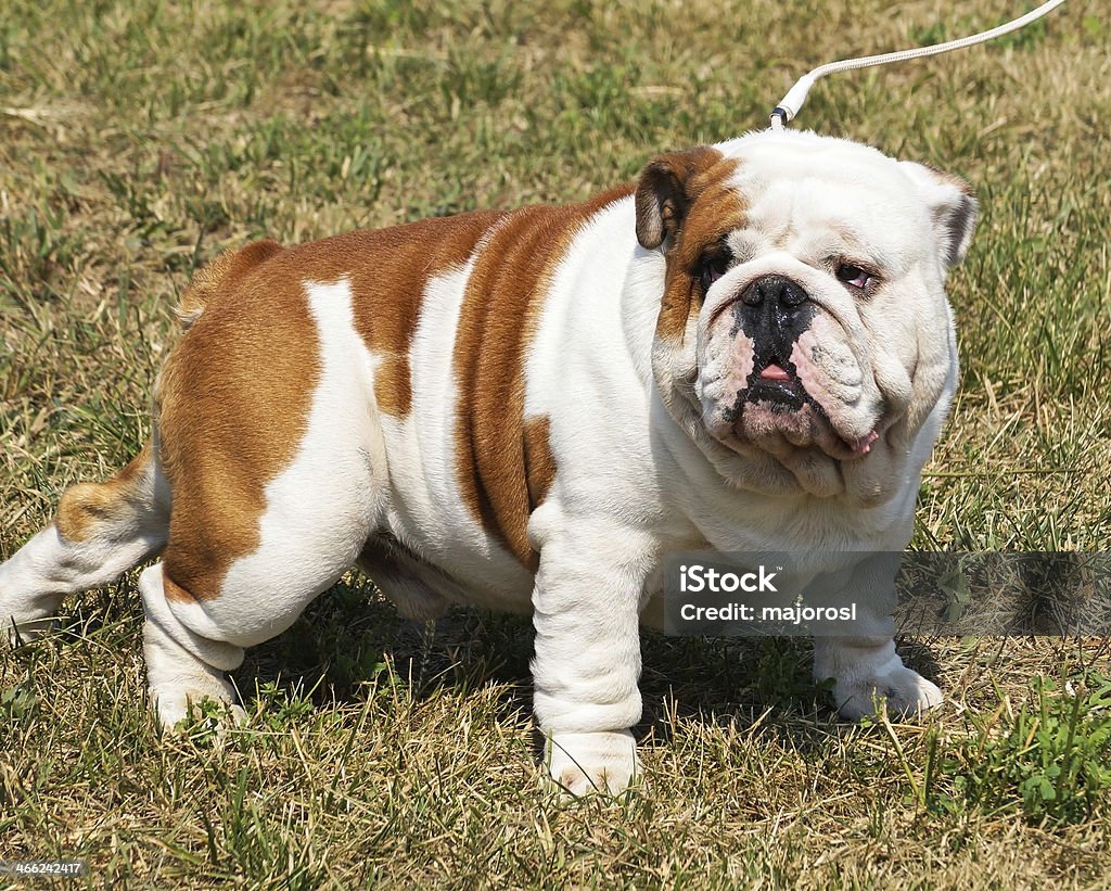 bulldog inglese - Foto stock royalty-free di Ambientazione esterna