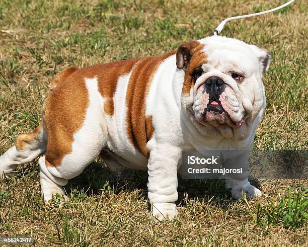 Bulldog Inglese - Fotografie stock e altre immagini di Ambientazione esterna - Ambientazione esterna, Animale, Animale da compagnia