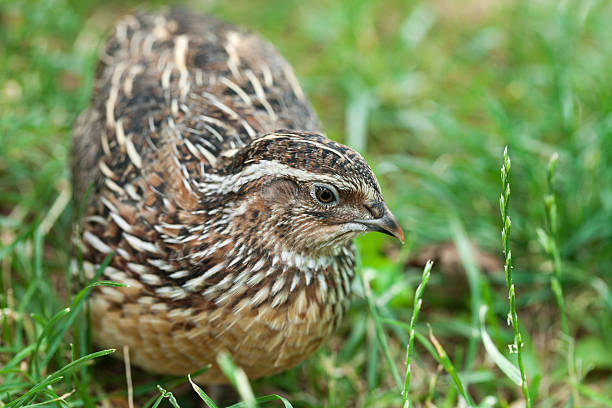 istock Male Quail XXXL 466242467